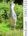 Shoebill front 59917310