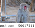 Japanese macaque 59917311