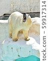 Bark polar bear 59917314
