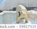 Polar bear yawning 59917315