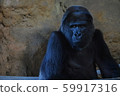 Gorilla spoof face 59917316
