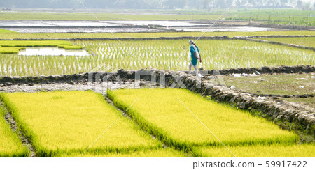 Ripe rice at the paddy field is ready to harvest 59917422