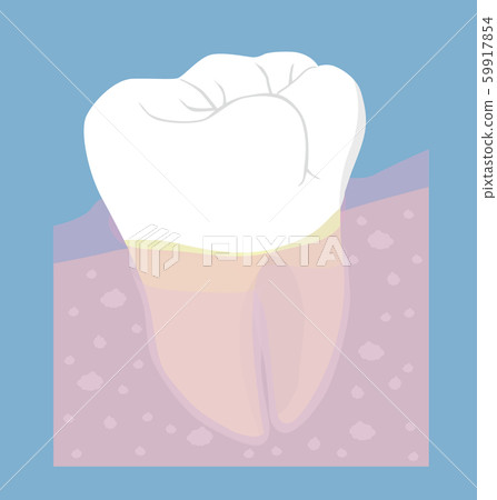 牙齒和牙槽骨 59917854