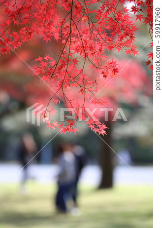 A person standing in red autumn leaves A person standing in red autumn leaves 59917960