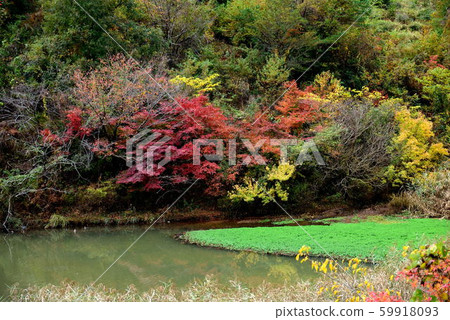 池塘和秋天的落葉 池塘和秋天的落葉 59918093