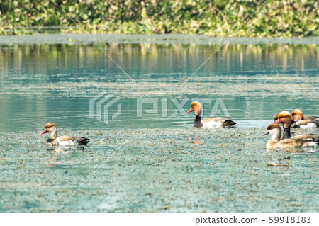 ed crested pochard diving duck bird (Netta rufina) swimming in wetland. 59918183