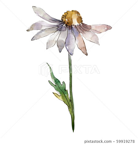 Daisy flower with green leaves. Isolated daisy illustration element. Watercolor background Daisy flower with green leaves. Isolated daisy illustration element. Watercolor background 59919278