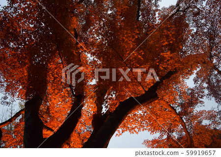 Light up of Korankei, Asuke Town, Toyota City, Aichi Prefecture 59919657