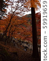 Ginkgo row of trees, Korankei, Asuke Town, Toyota City, Aichi Prefecture 59919659