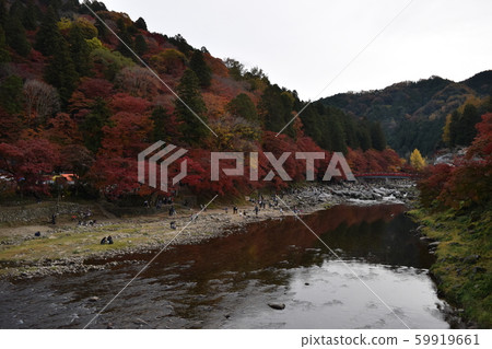 Asuke Prefecture Toyota City Asuke Town Korankei Ginkgo row of trees and Magetsuki Bridge 59919661