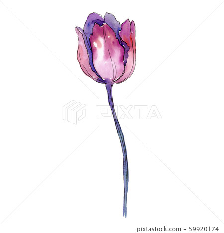 Pink red tulip. Floral botanical flower. Isolated tulip illustration element. Watercolor background 59920174