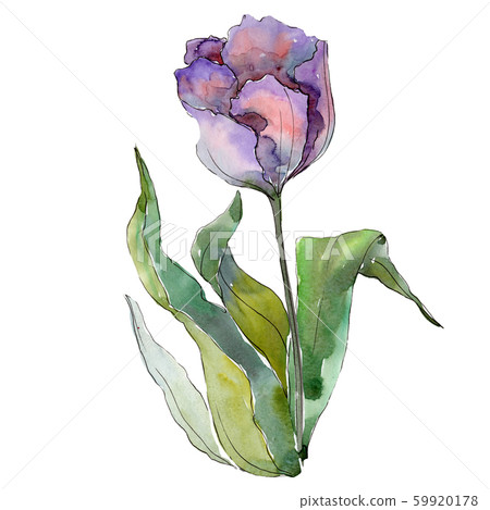 Purple tulip. Floral botanical flower. Isolated tulip illustration element. Watercolor background 59920178