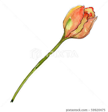 Orange tulip flower. Isolated tulip illustration element. Watercolor background illustration set. 59920475