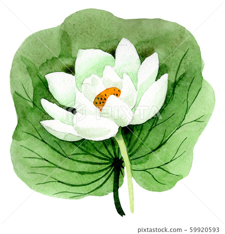 White lotus flower with green leaf. Watercolor background illustration set. Isolated lotus White lotus flower with green leaf. Watercolor background illustration set. Isolated lotus 59920593