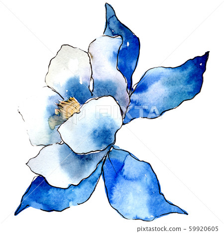 Blue aquilegia flower. Isolated aquilegia illustration element. Watercolor background illustration 59920605