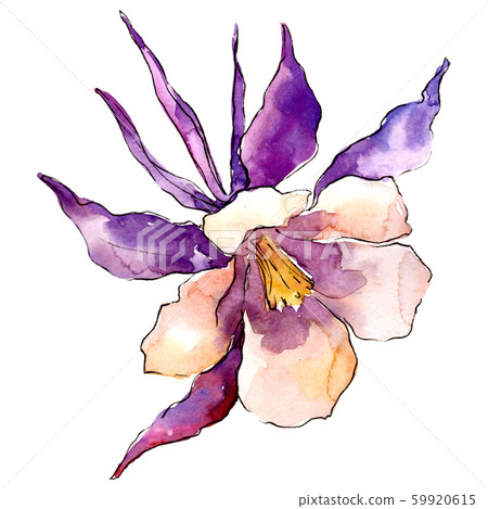 Purple aquilegia flower. Isolated aquilegia illustration element. Watercolor background illustration Purple aquilegia flower. Isolated aquilegia illustration element. Watercolor background illustration 59920615