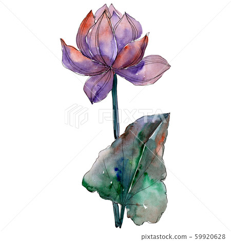 Purple Lotus Flower With Green Leaf Watercolor 图库插图