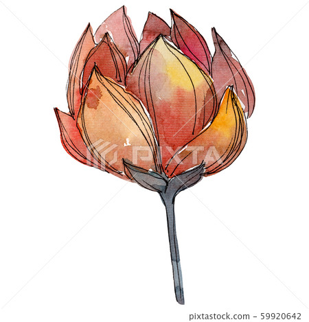 Orange lotus. Floral botanical flower. Watercolor background illustration set. Isolated lotus Orange lotus. Floral botanical flower. Watercolor background illustration set. Isolated lotus 59920642