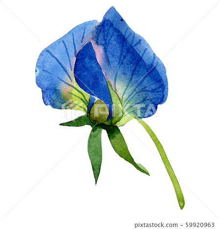 Blue sweet pea flower. Isolated sweet pea illustration element. Watercolor illustration set on white 59920963