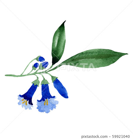Brugmansia or Angels Trumpets flower. Isolated blue brugmansia illustration element. Watercolor 59921040