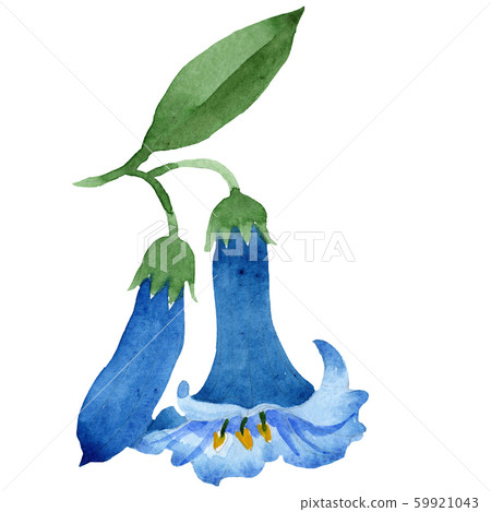 Brugmansia or Angels Trumpets flower. Isolated blue brugmansia illustration element. Watercolor 59921043