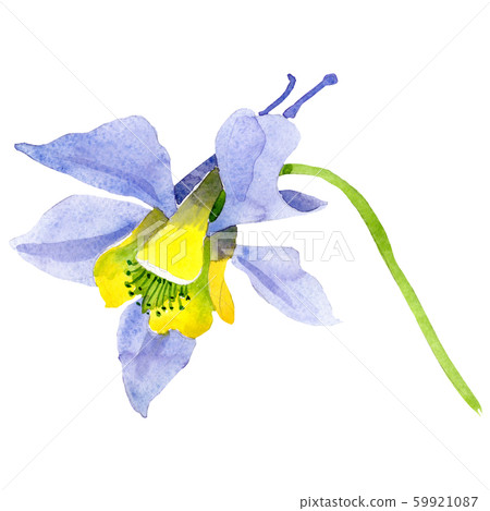 Blue yellow aquilegia flower. Isolated aquilegia illustration element. Watercolor background 59921087