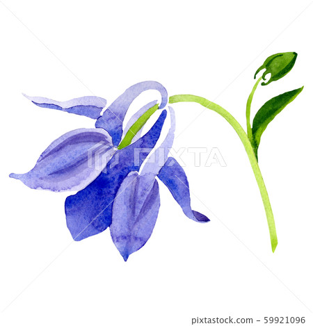 Blue yellow aquilegia flower. Isolated aquilegia illustration element. Watercolor background Blue yellow aquilegia flower. Isolated aquilegia illustration element. Watercolor background 59921096