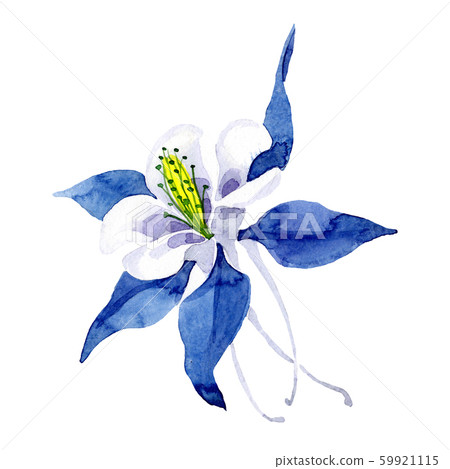 Isolated blue aquilegia illustration element. Watercolor background illustration set. Floral 59921115