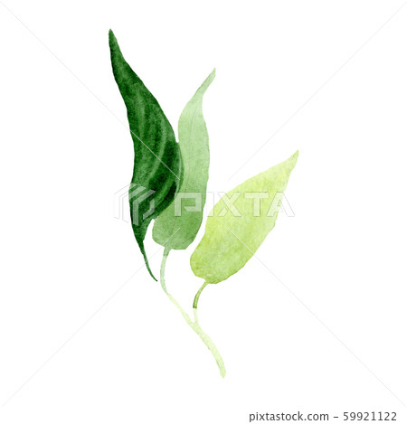 Green brugmansia leaf. Isolated leaf illustration element. Watercolor background illustration set. 59921122