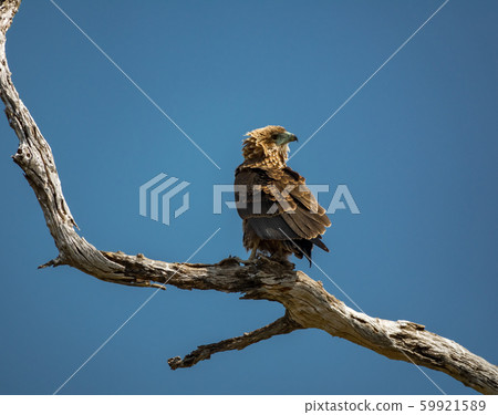 Bateleur eagle over dry tree branch looking back Bateleur eagle over dry tree branch looking back 59921589
