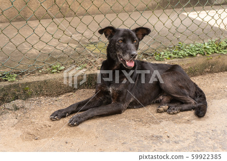 A stray dog lies near the cage A stray dog lies near the cage 59922385