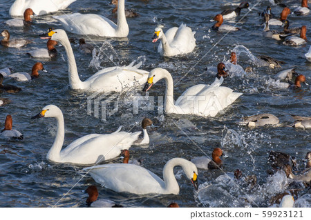 Duck and swan and splashes Duck and swan and splashes 59923121