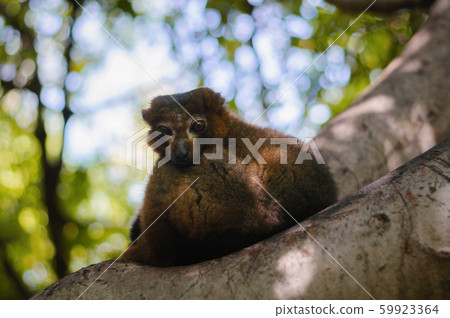 portrait of a rubriventer lemur on branch of three in the Park portrait of a rubriventer lemur on branch of three in the Park 59923364