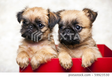 box puppy portrait white background box puppy portrait white background 59923530