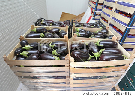 Eggplant 59924915