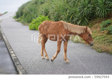 與那國馬 59927043