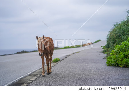 與那國馬 59927044