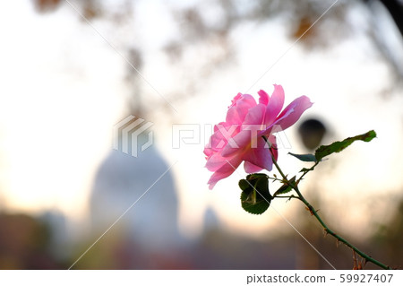 Rose   59927407