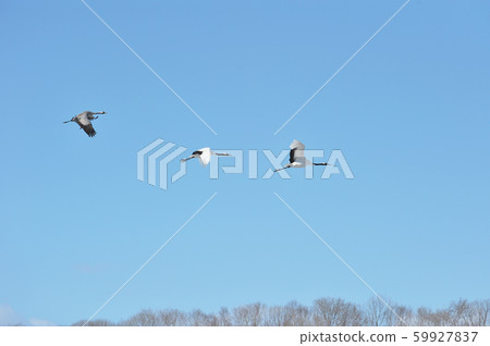 飛行的黑色和紅色起重機（北海道） 59927837