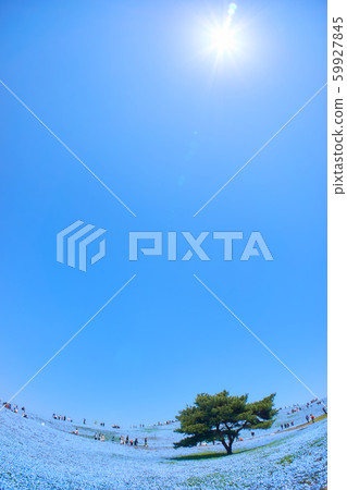 日立海濱公園Nemophila Aozora太陽 日立海濱公園Nemophila Aozora太陽 59927845