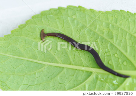 Falcons Falcons 59927850