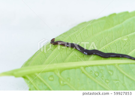 Bipalium 59927853