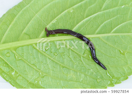 Falcons Falcons 59927854