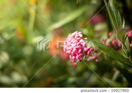 The background image of the colorful flowers The background image of the colorful flowers 59927960