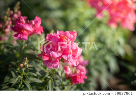 The background image of the colorful flowers The background image of the colorful flowers 59927961