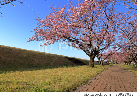 Row of cherry blossom trees along the Ogawa River bank (Ogawa City, Tochigi Prefecture, April) 59928032