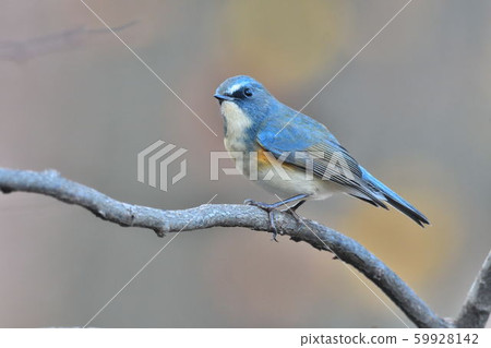 在Yakushi-ike公園的野生鳥 在Yakushi-ike公園的野生鳥 59928142