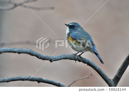 Wild bird at Yakushi-ike park Wild bird at Yakushi-ike park 59928144