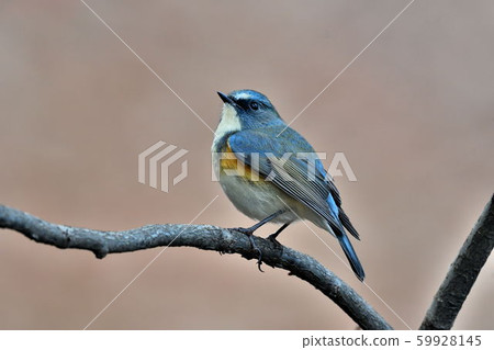 Wild bird at Yakushi-ike park Wild bird at Yakushi-ike park 59928145