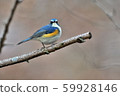 在Yakushi-ike公園的野生鳥 59928146